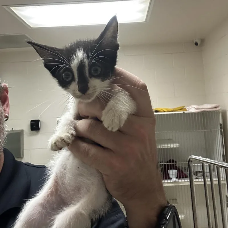 A baby small-sized male Black Domestic Short Hair cat named Forest for adoption in Bentonville, AR