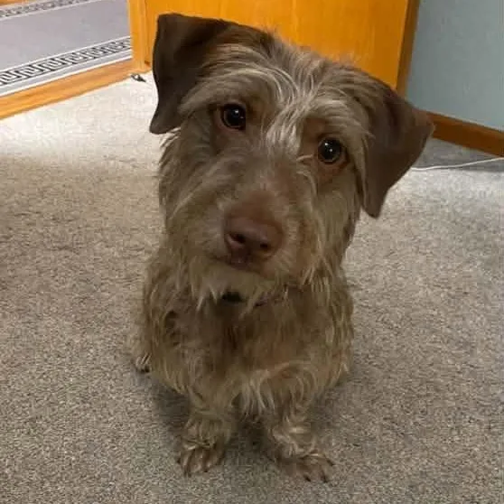 An adult medium-sized female Dachshund dog named Sarah Lee for adoption in Racine, WI