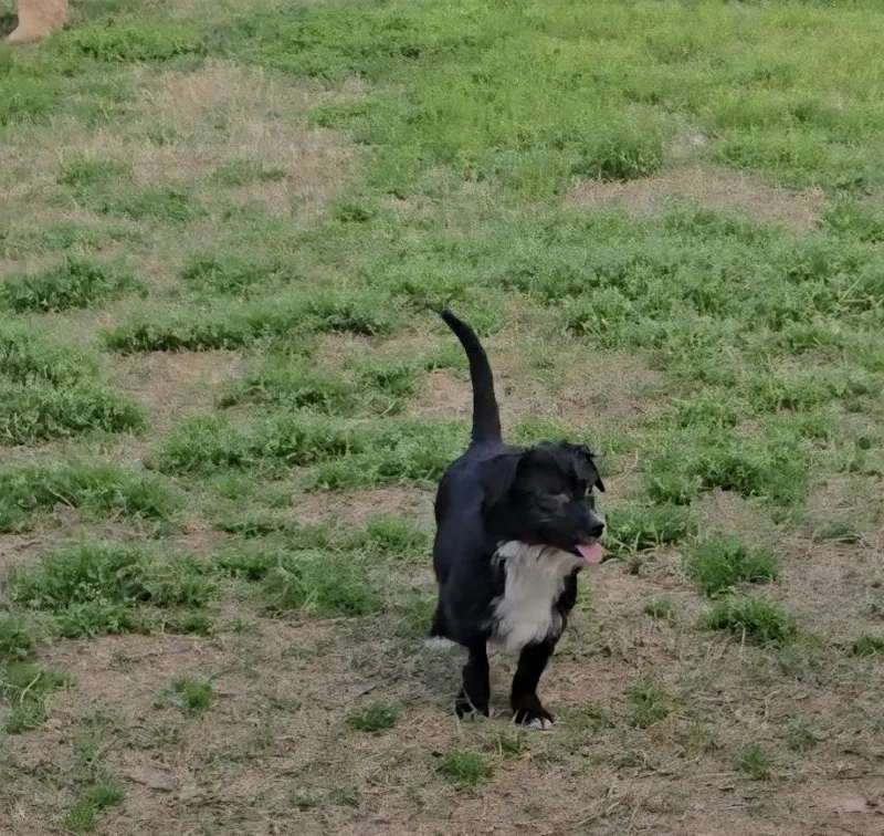 Butterscotch thumbnail 2