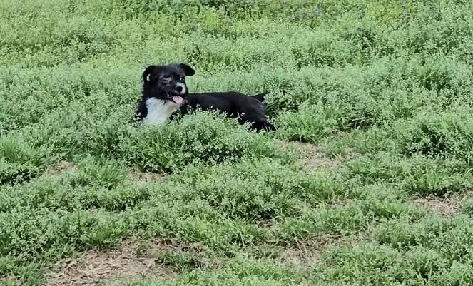 Butterscotch thumbnail 3