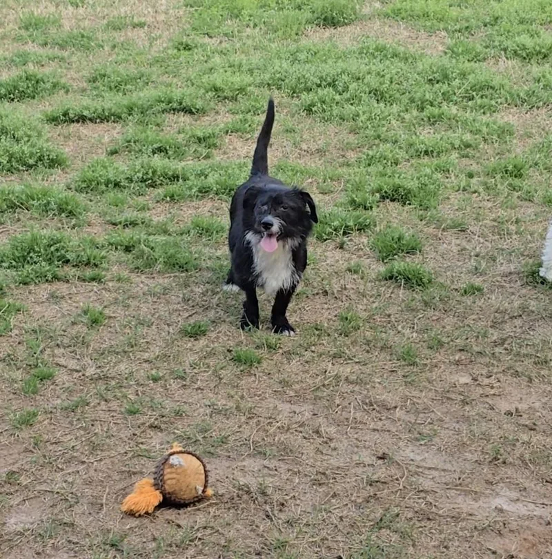 Butterscotch thumbnail 4