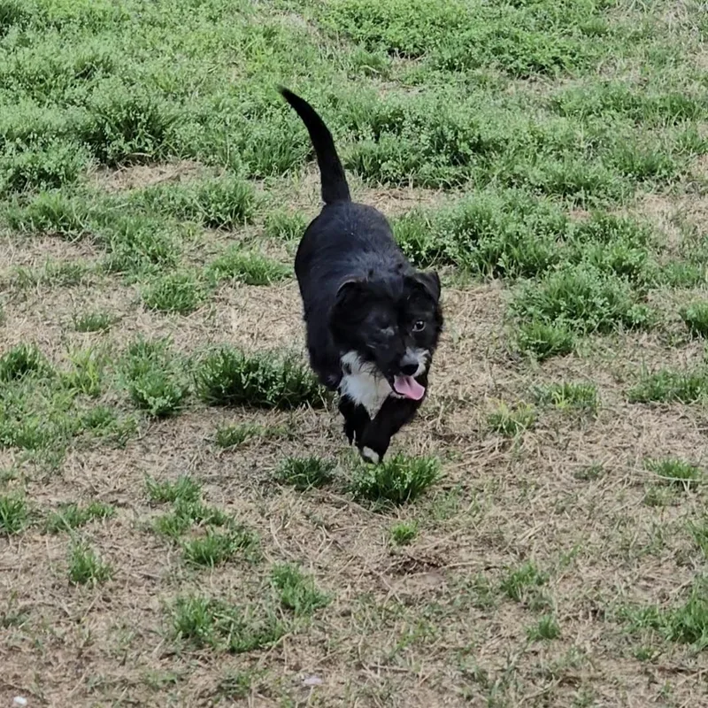 Butterscotch thumbnail 5