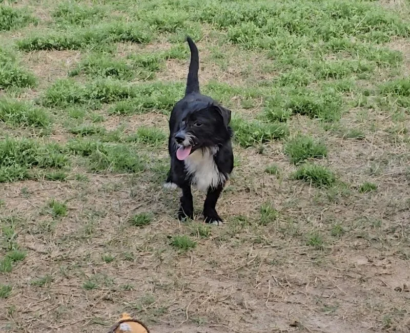 Butterscotch thumbnail 6