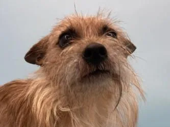 An adult small-sized male Chihuahua dog named Maxie for adoption in Golden Valley, MN