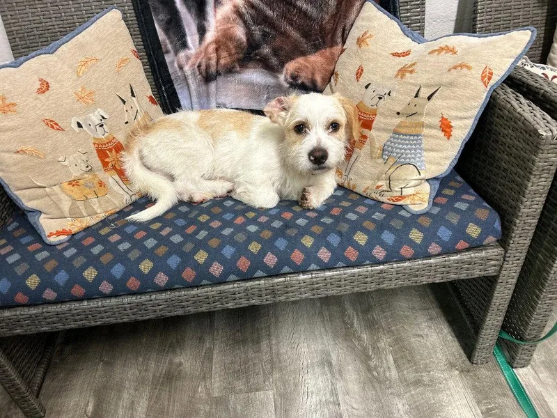 A baby small-sized male Petit Basset Griffon Vendeen dog named Quincy for adoption in Ellijay, GA