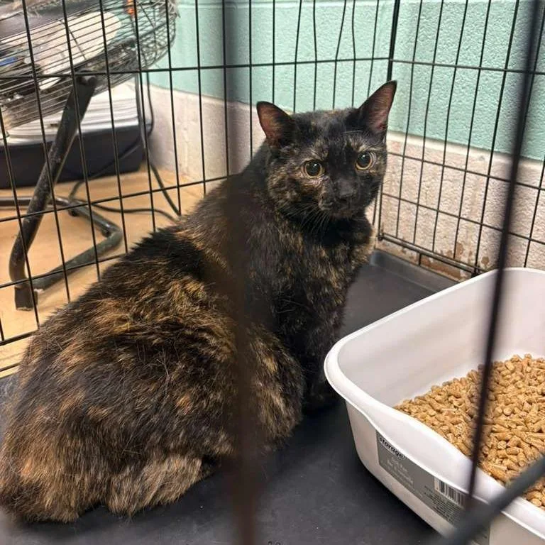 An adult extra large-sized female Black Domestic Short Hair cat named Whopper for adoption in Gadsden, AL