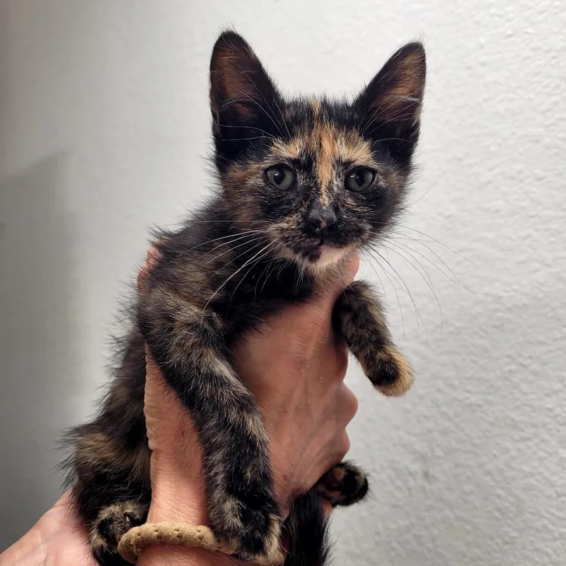 A baby small-sized female Domestic Short Hair cat named Sallie for adoption in Allyn, WA