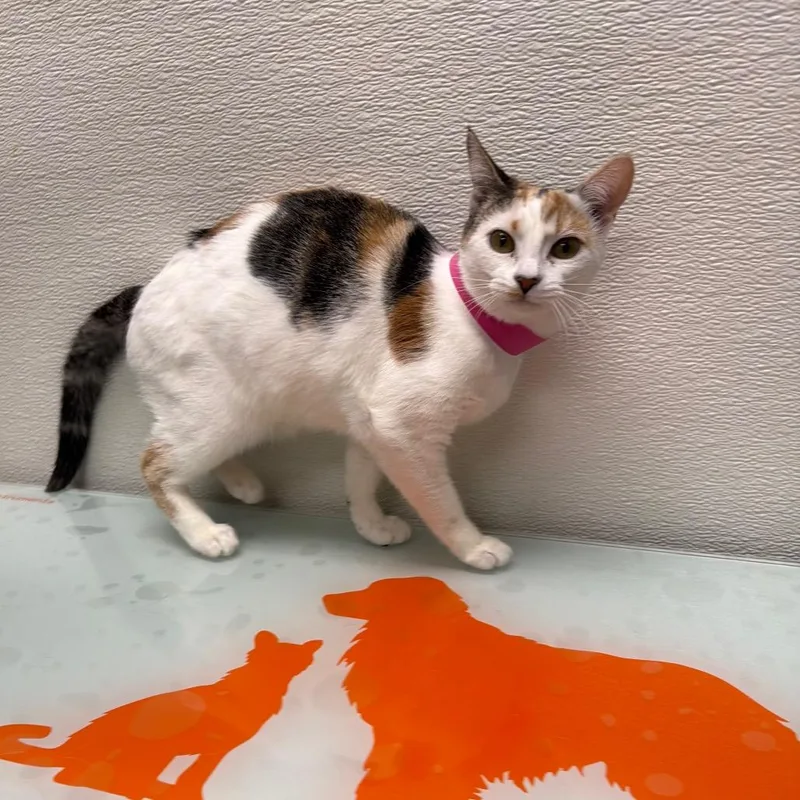 A baby small-sized female Calico Domestic Short Hair cat named Stray Holdbasil for adoption in Albuquerque, NM