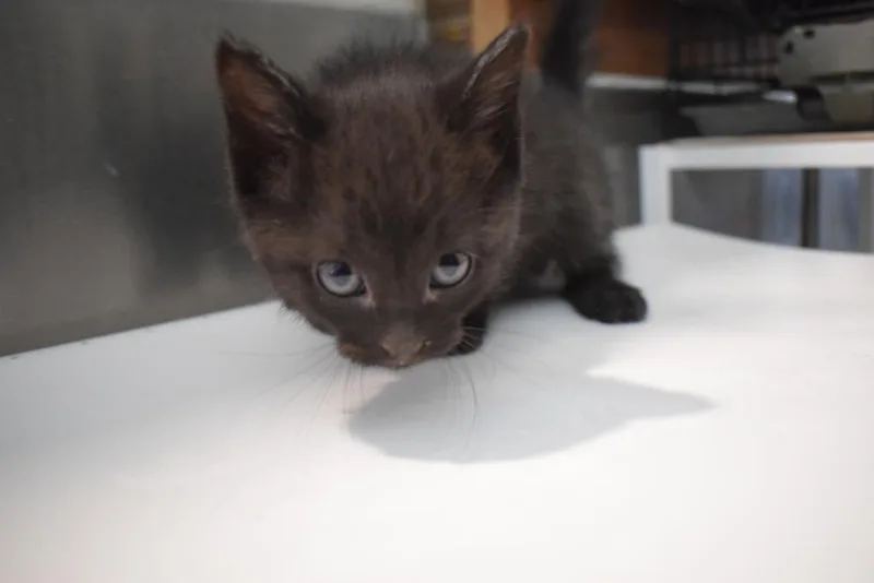 A baby small-sized female Domestic Short Hair cat named Cece for adoption in Pahrump, NV