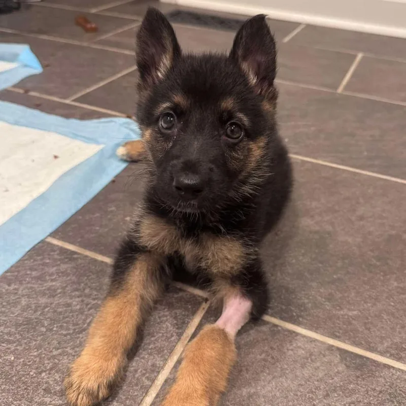 A baby large-sized female Sable German Shepherd Dog dog named Zita for adoption in Farmersville, OH