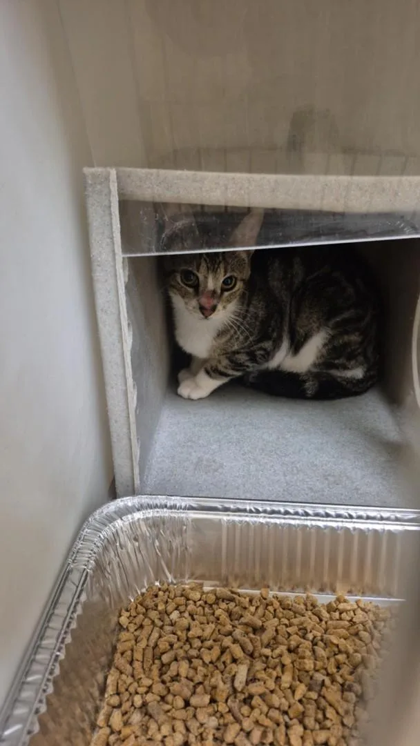 A young small-sized male Domestic Short Hair cat named Rocky for adoption in Texas City, TX