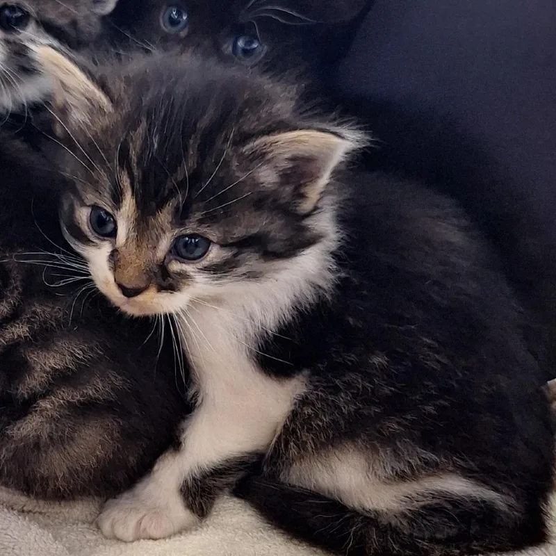 A baby small-sized male Black Domestic Medium Hair cat named Skipper for adoption in Montgomery, AL