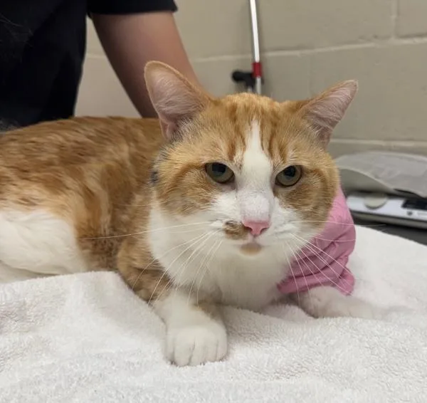 An adult medium-sized male Domestic Short Hair cat named Jasper for adoption in El Cajon, CA