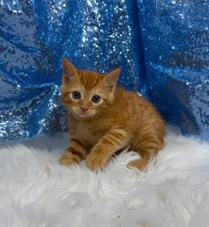 A young medium-sized male Orange / Red Domestic Short Hair cat named Finch for adoption in Clarkesville, GA