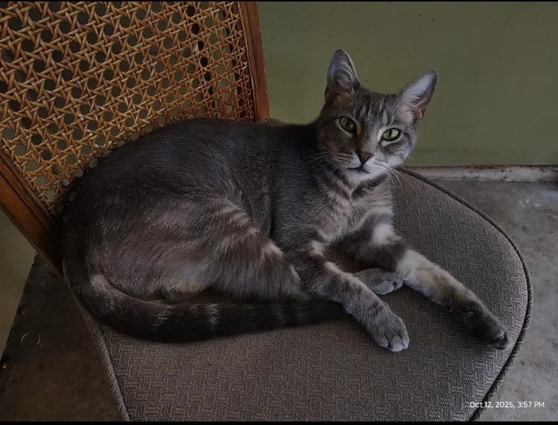 A young medium-sized male Domestic Short Hair cat named Dexter for adoption in San Antonio, TX
