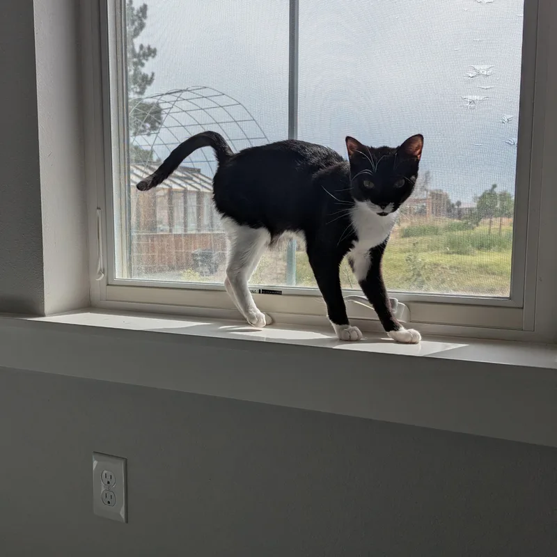 Buttercup  FeLV