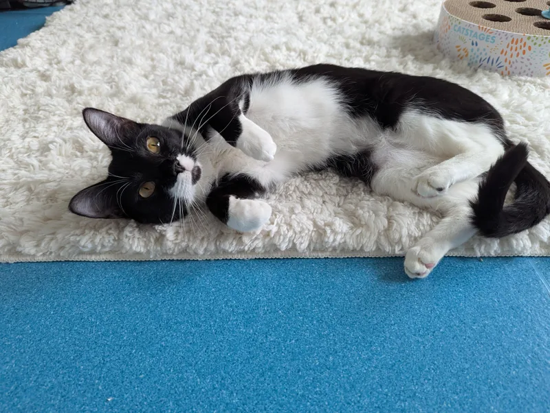 Buttercup  FeLV thumbnail 3