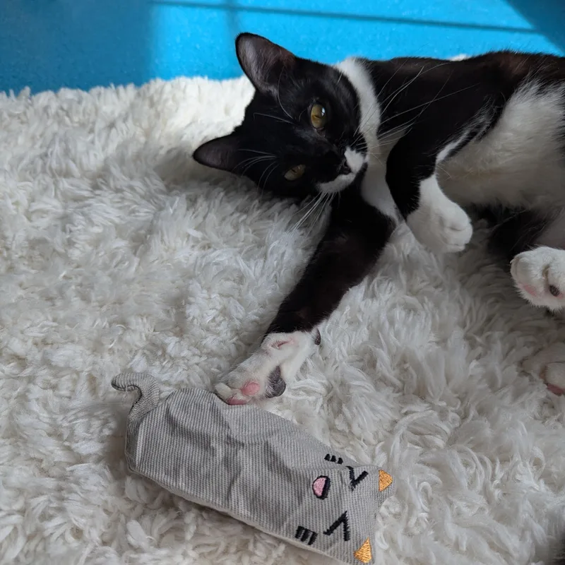 Buttercup  FeLV thumbnail 5