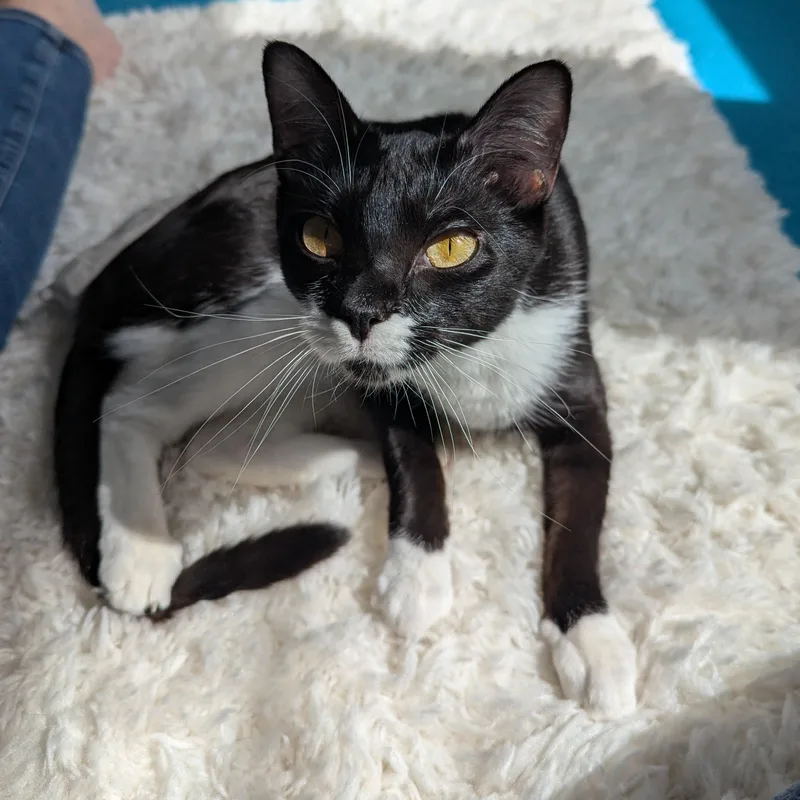 Buttercup  FeLV thumbnail 6