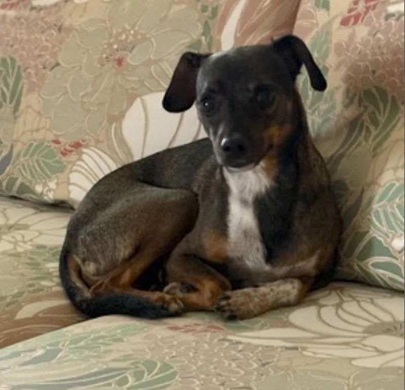 A young small-sized male Dachshund dog named Toshi for adoption in Amherst, MA