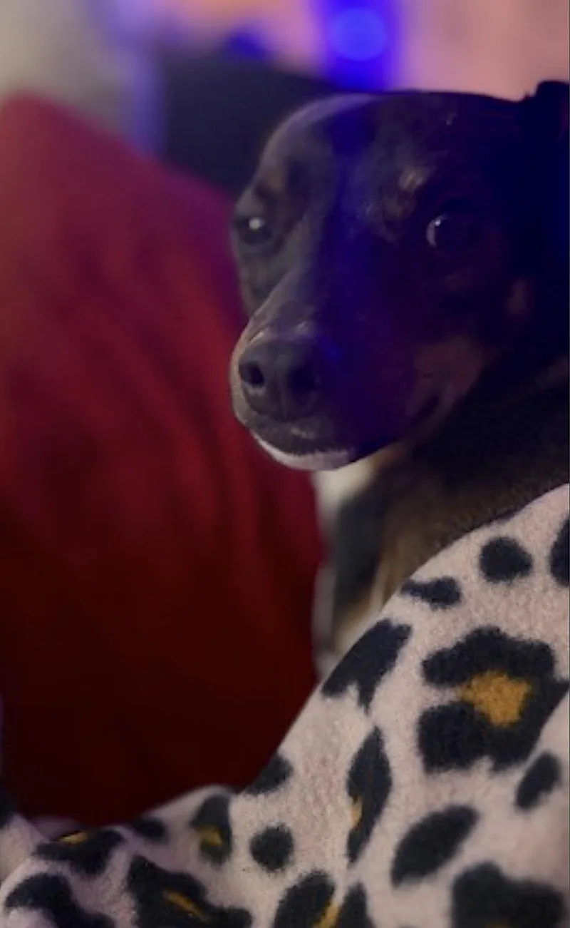 Toshi thumbnail 5