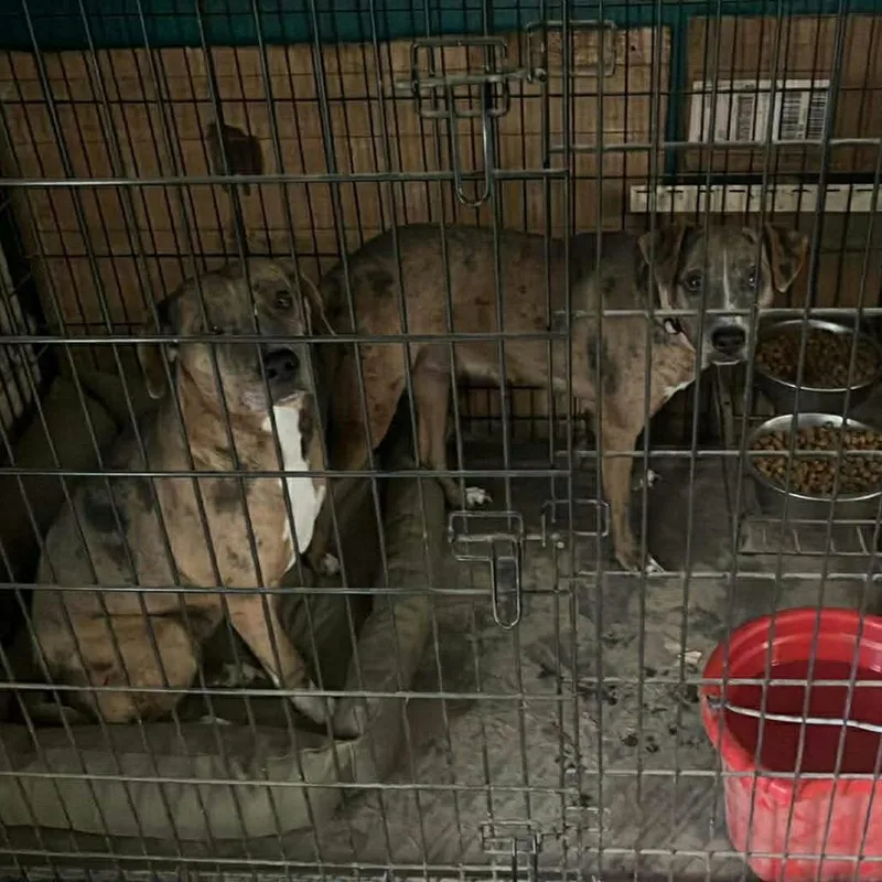 Peaches Hw + thumbnail 2