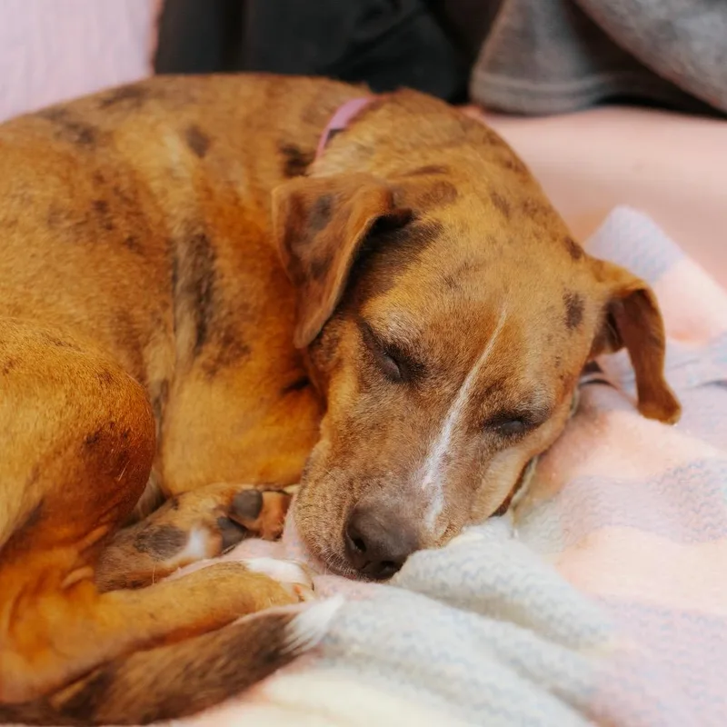 Peaches Hw + thumbnail 4