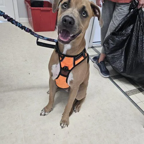 A baby medium-sized female Yellow / Tan / Blond / Fawn Black Mouth Cur dog named Sunny D for adoption in Frankfort, KY