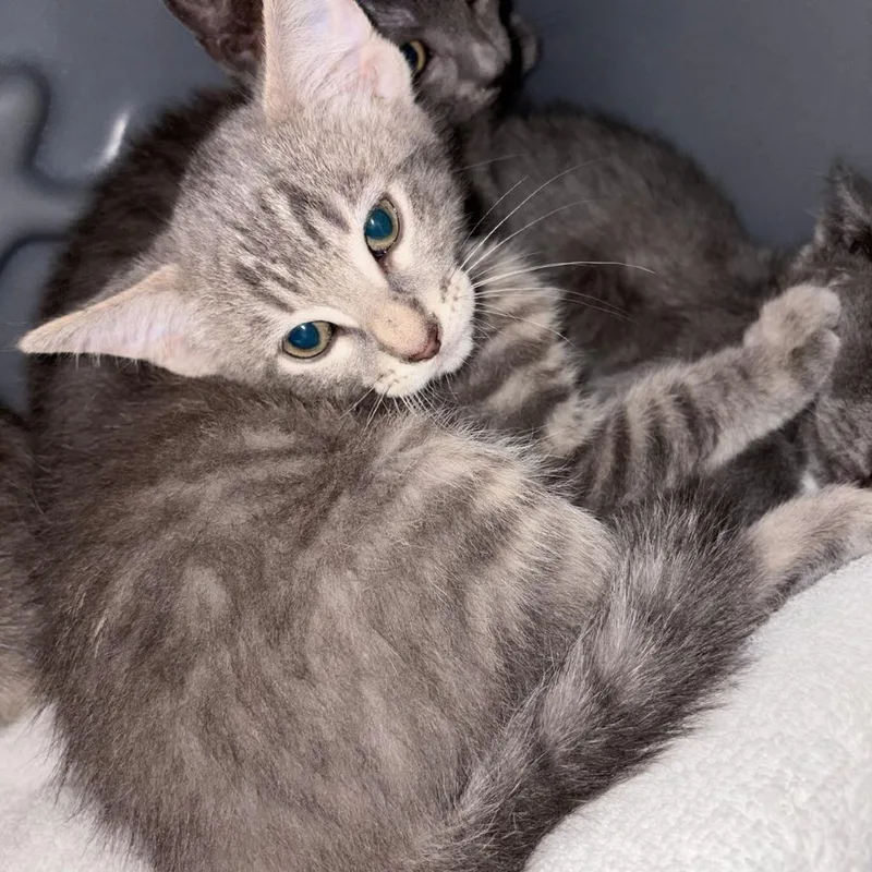A baby small-sized male Domestic Short Hair cat named Simba for adoption in Tacoma, WA