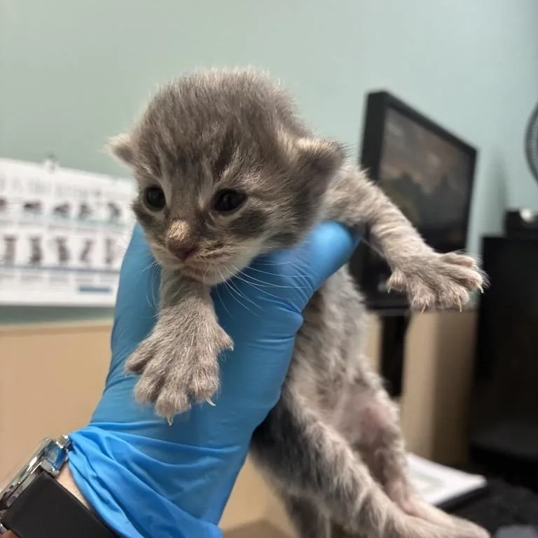 Simba thumbnail 2