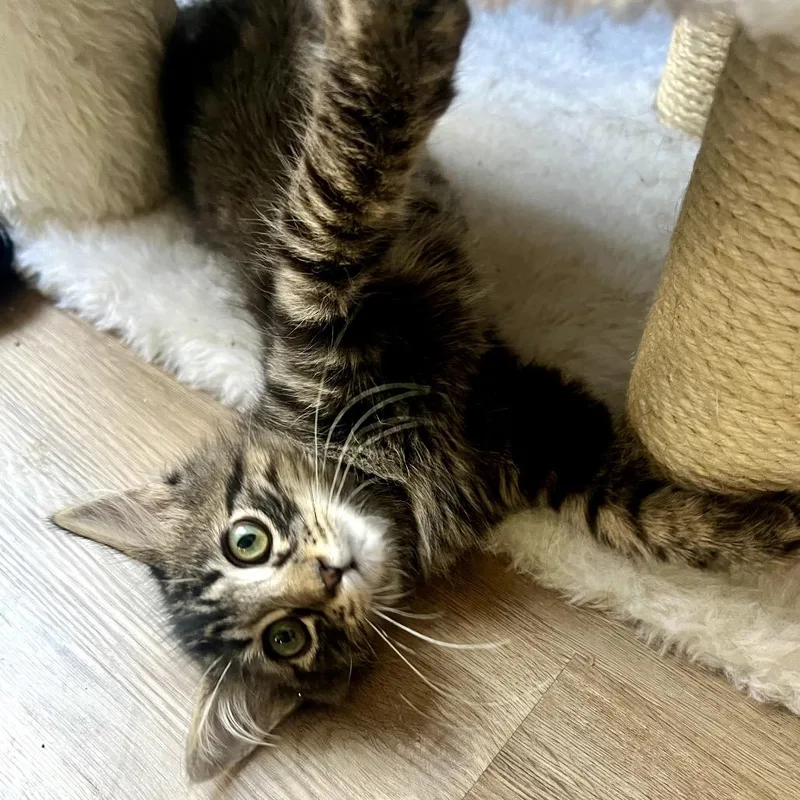 A baby small-sized male Brown / Chocolate Domestic Short Hair cat named Basil for adoption in Las Vegas, NV