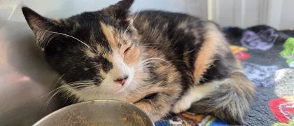 A baby small-sized female Domestic Short Hair cat named Lute for adoption in Shawano, WI
