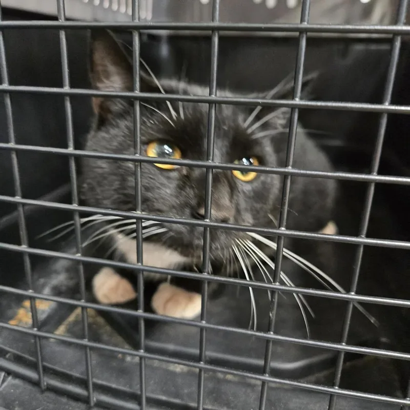 A baby large-sized male Black Domestic Short Hair cat named Sir Meow Meow for adoption in Newark, NJ
