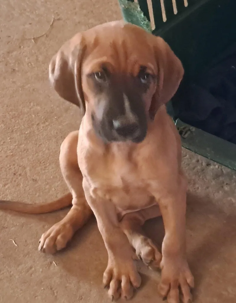 A baby medium-sized male Bloodhound dog named Bikini Bottom Boys for adoption in Brooksville, FL