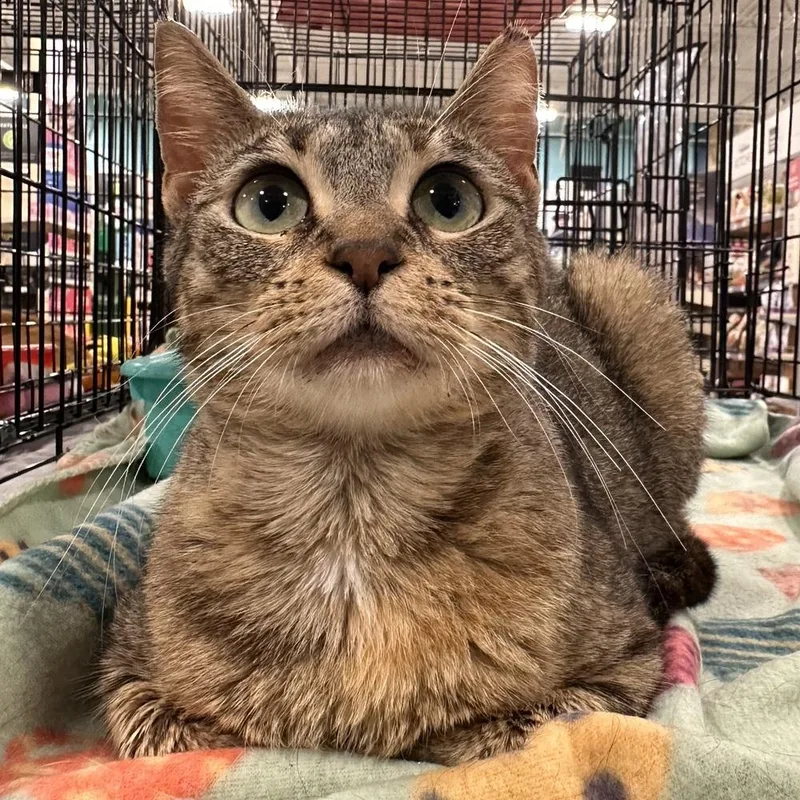 Nutmeg