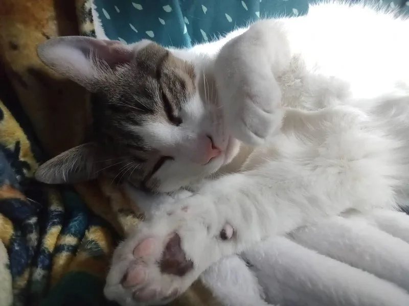 A young small-sized male White Tabby cat named Pandora’s Box: Elpis for adoption in Warren, CT