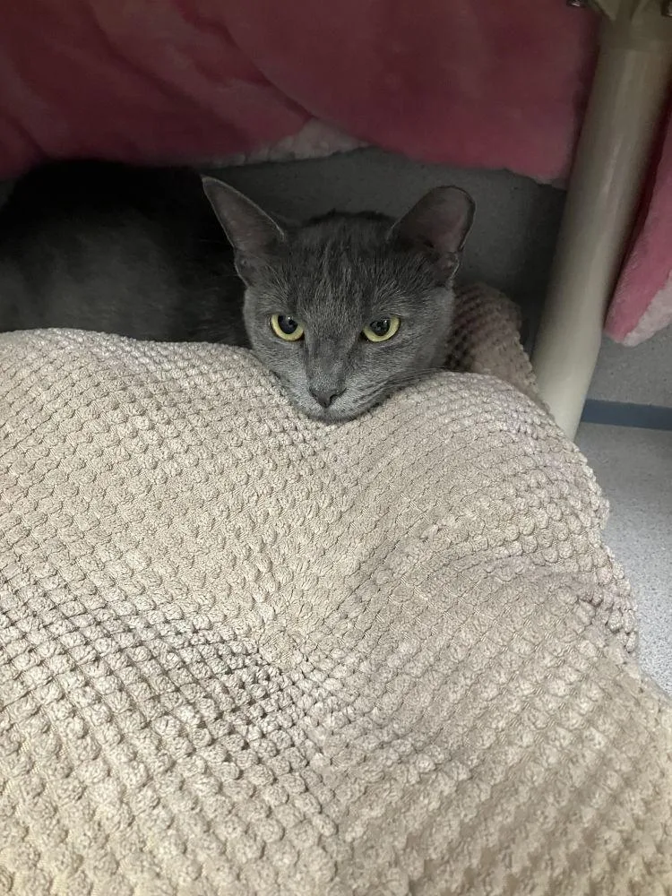 An adult small-sized female Gray / Blue / Silver Domestic Short Hair cat named Whisper for adoption in Alexandria, VA