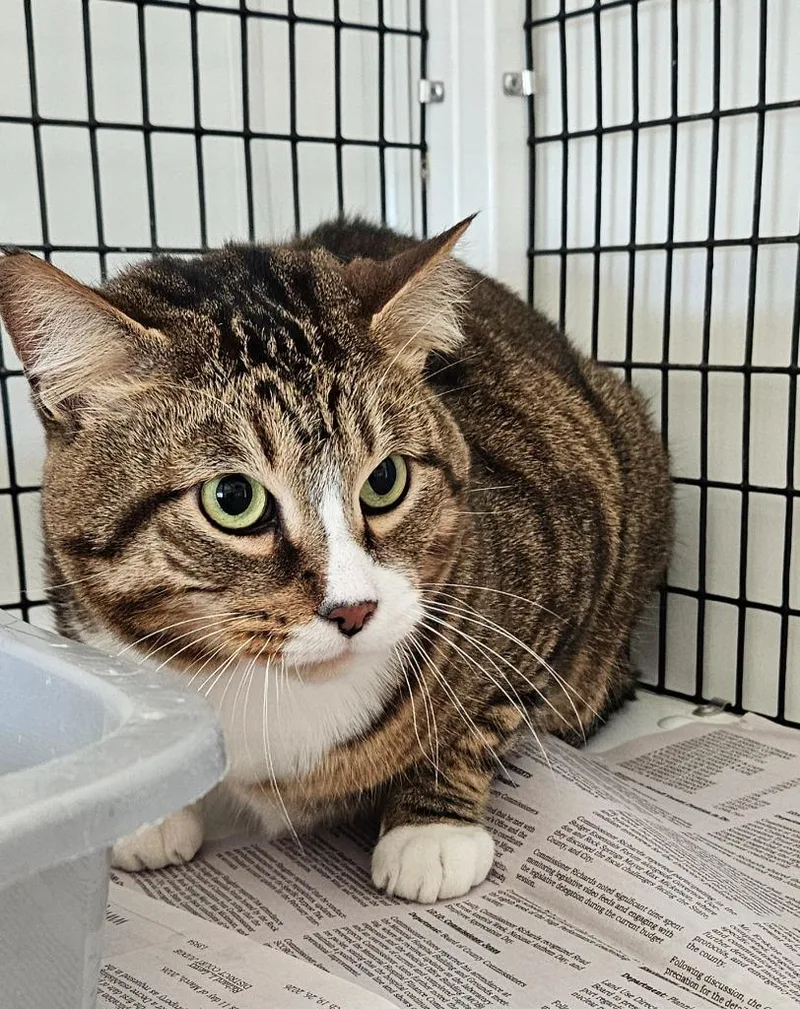 An adult large-sized male Domestic Short Hair cat named Rigsly for adoption in Green River, WY
