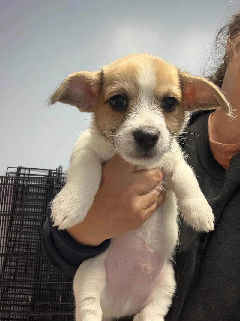 A baby small-sized male Corgi dog named Ivory for adoption in GILBERTS, IL