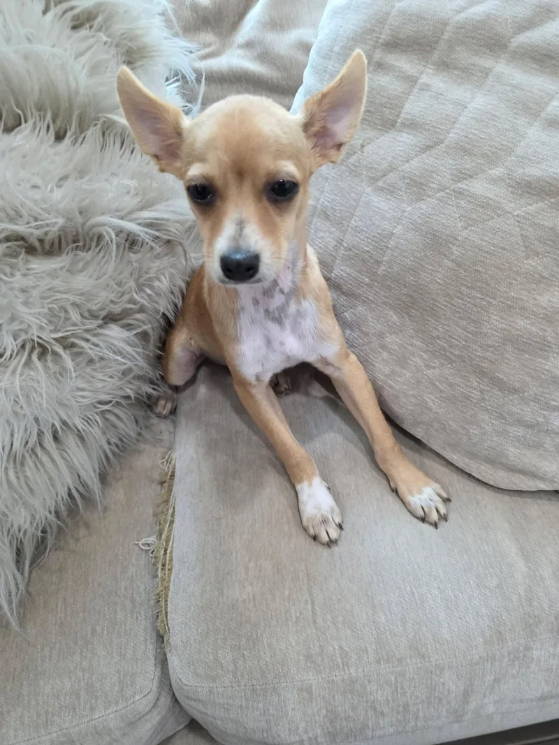 A baby small-sized male Yellow / Tan / Blond / Fawn Chihuahua dog named Tex for adoption in Gregory, TX