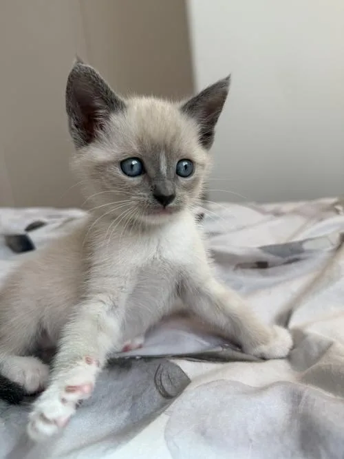 Snow Baby Bonded W thumbnail 2