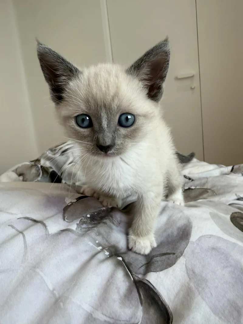 Snow Baby Bonded W thumbnail 3