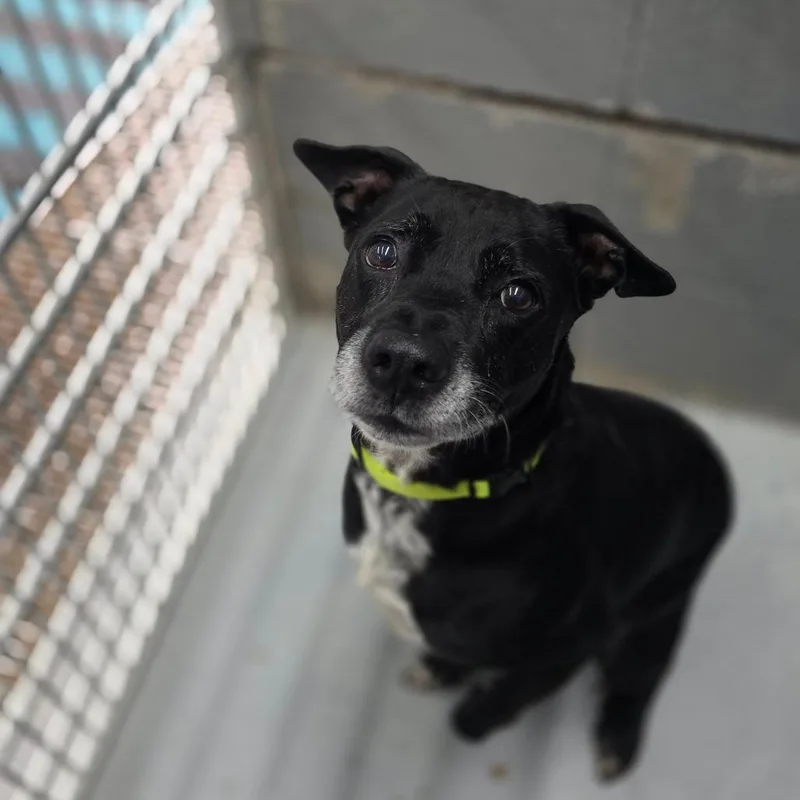 A senior medium-sized male Black Mixed Breed dog named Rio for adoption in Huntsville, AL
