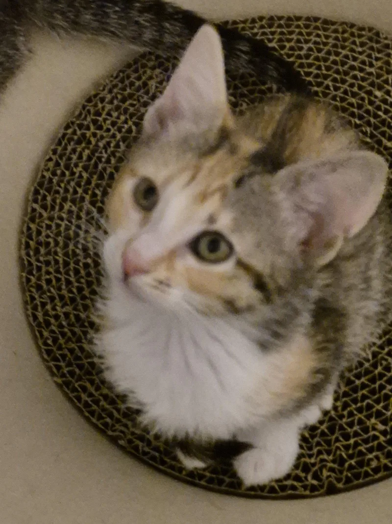 A baby medium-sized female Domestic Short Hair cat named Cotton for adoption in Wheaton, IL