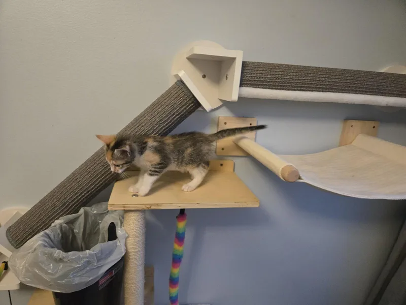 Cotton thumbnail 2