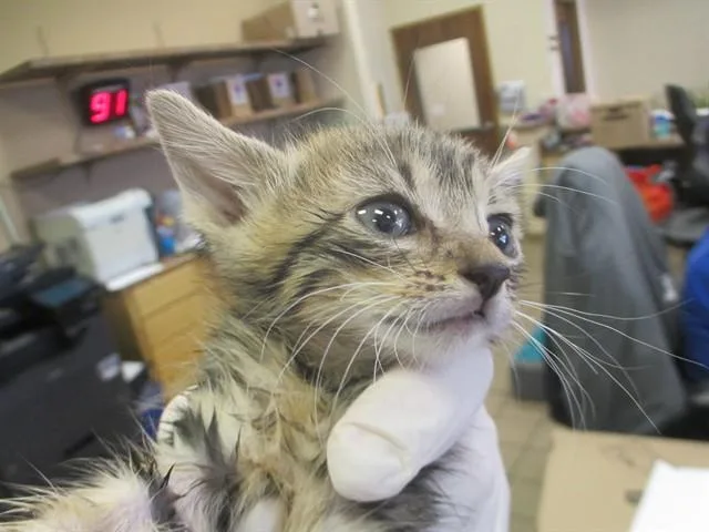 A baby small-sized female Domestic Short Hair cat named Mary Clawe for adoption in Ocala, FL