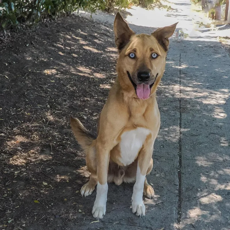 An adult medium-sized male Yellow / Tan / Blond / Fawn Shepherd dog named Scoobydoo for adoption in Point Richmond, CA