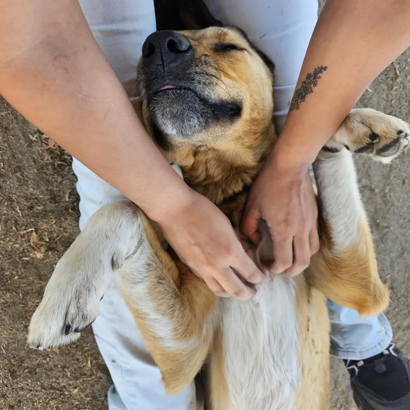 Scoobydoo thumbnail 3