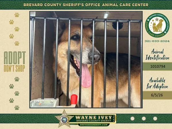 An adult large-sized male Mixed Breed dog named Chaos for adoption in Melbourne, FL
