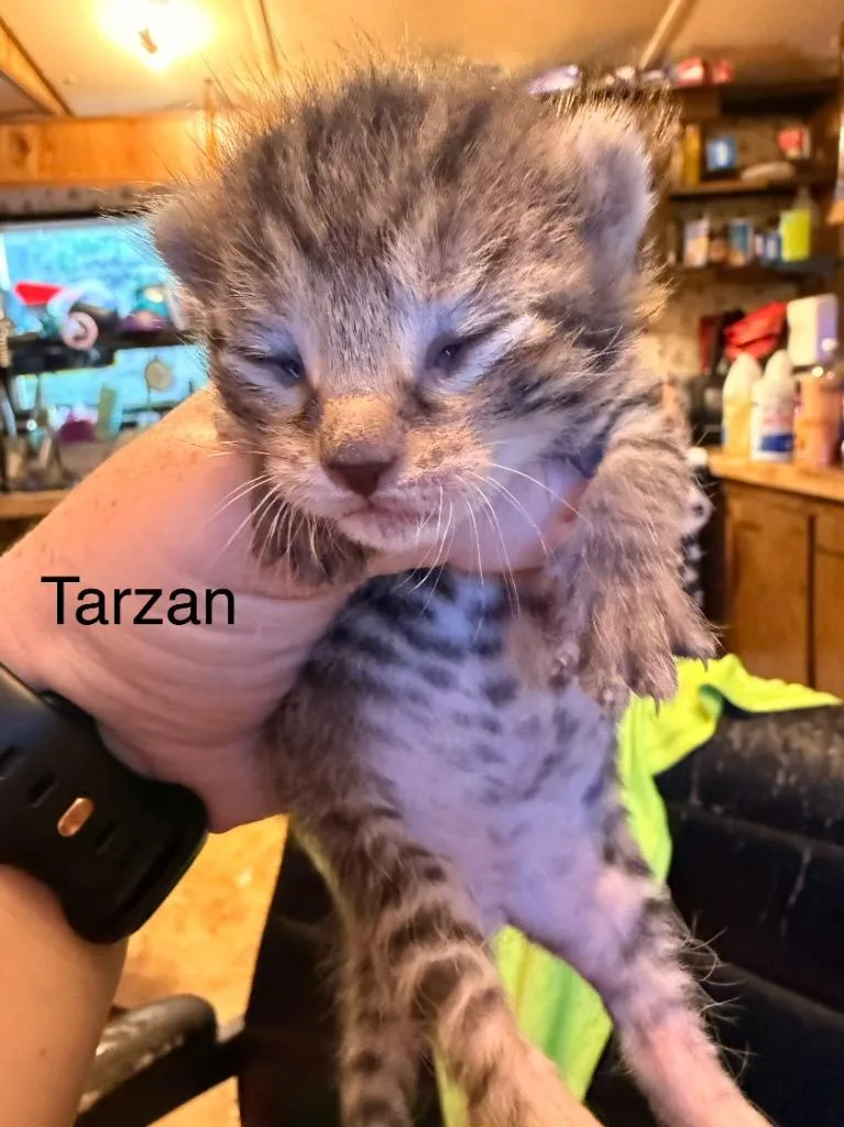 A baby medium-sized male Domestic Short Hair cat named Tarzan for adoption in Johnson City, TN